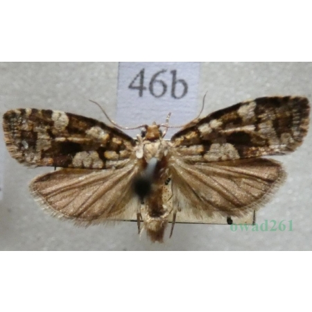 Dichelia histrionana (Frölich, 1828) Zwójka pędówka Czech46b